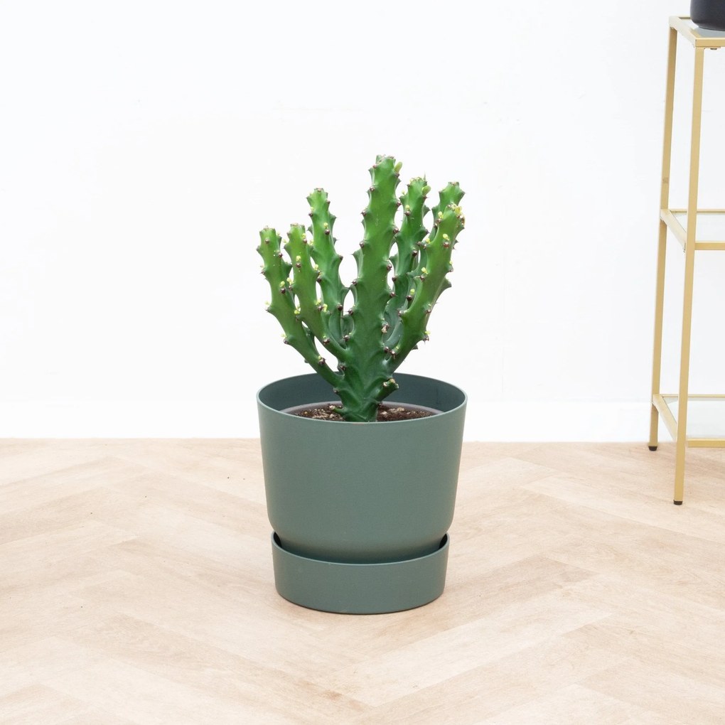Euphorbia Mayuranathanii - 60 cm