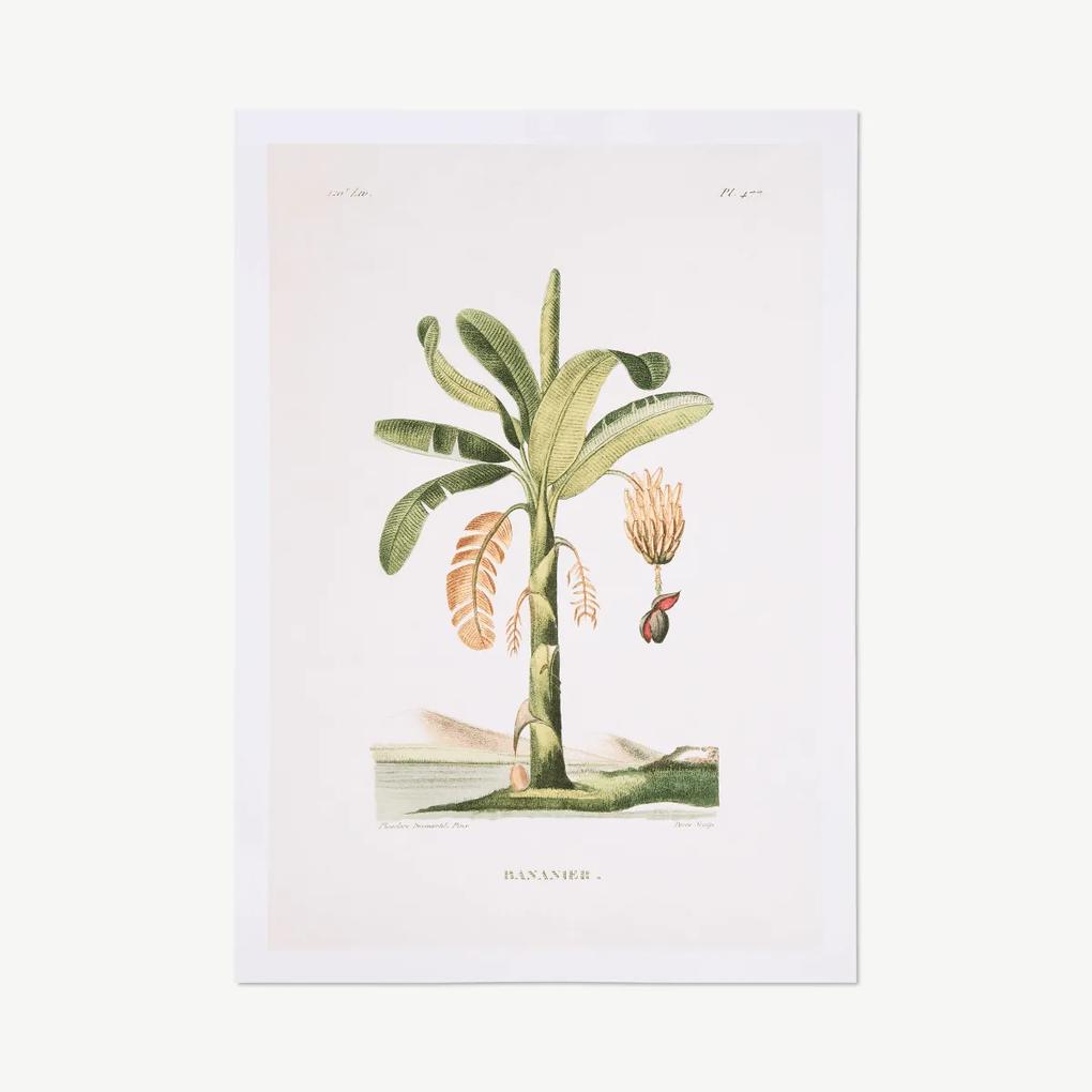 David & David Studio, Planche Botanique Bananier, print, door Laurence David, 50 x 70 cm