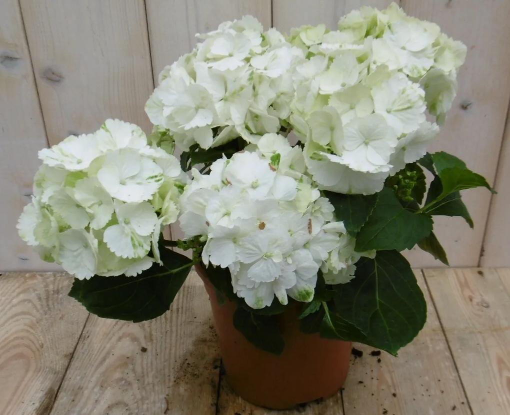 Hortensia Wit 30 - 40 cm 4 tot 6 bloemen