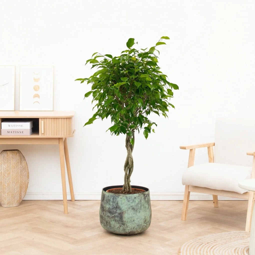 Ficus Benjamina gevlochten stam - 150cm
