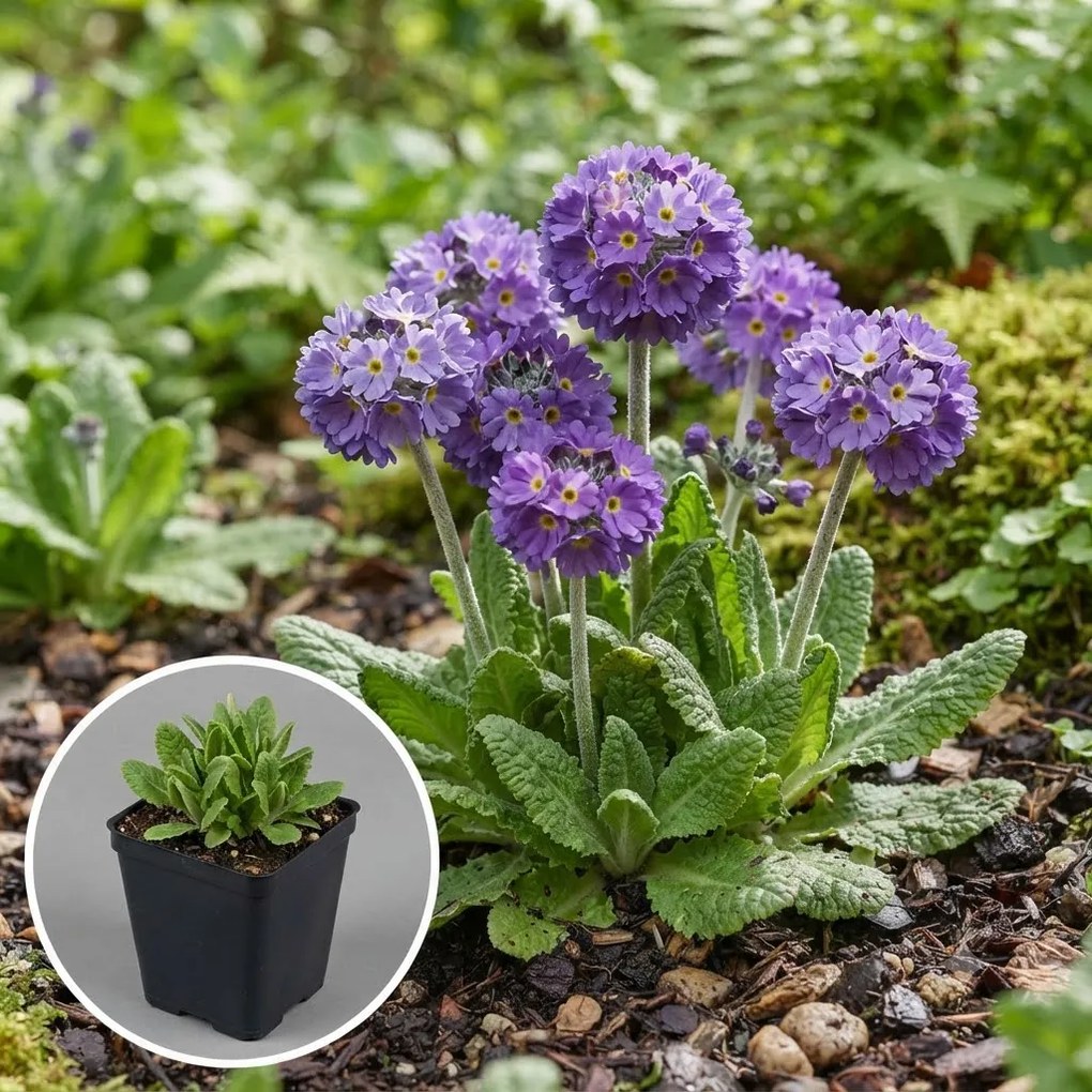 Primula denticulata 'Cashmeriana' - pot 9x9 cm -