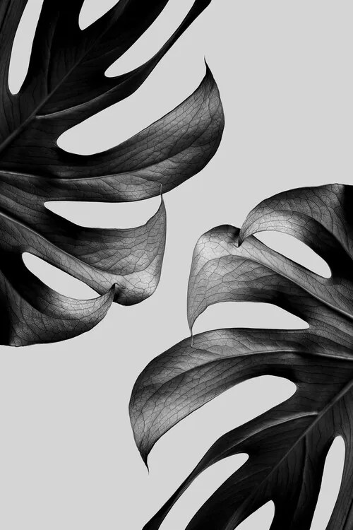 Foto Monochrome Mostera, Studio Collection
