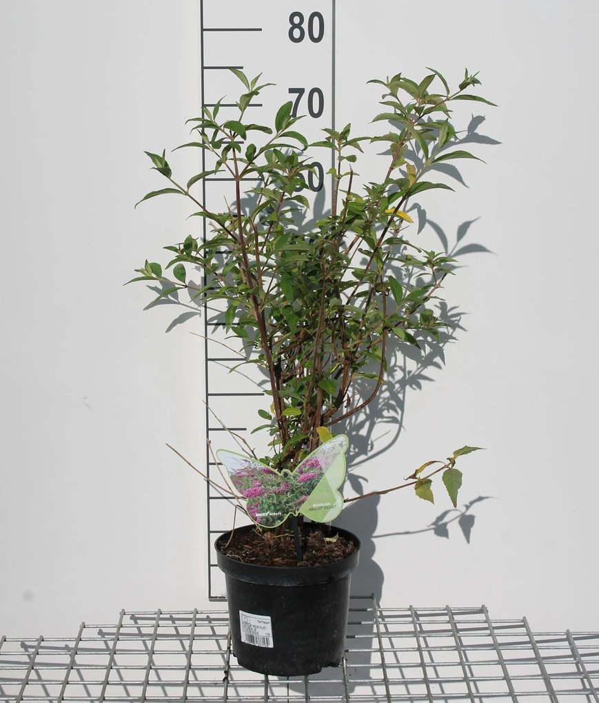Buddleja 'ILVOARGUS2' - pot - 40-60 cm -