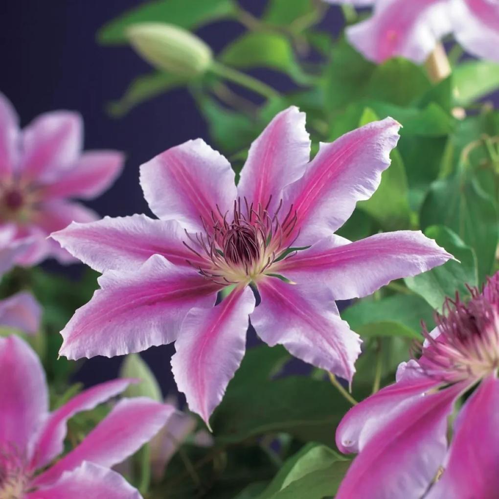 Klimplant Clematis Nelly Moser 120 cm