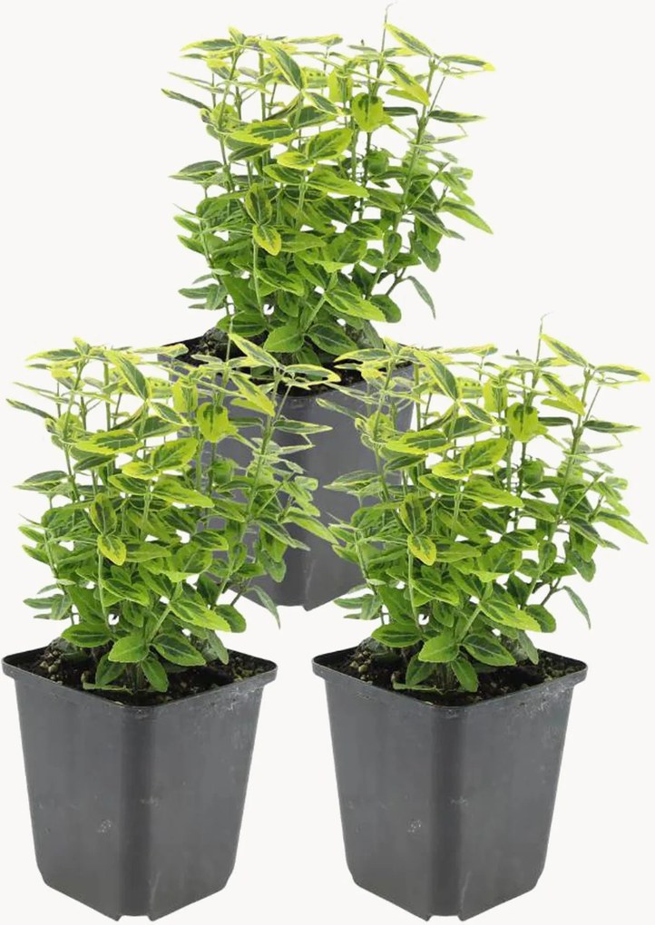 Planten Gele Spindelboom Euonymus fortunei Emerald n Gold, 3-delig