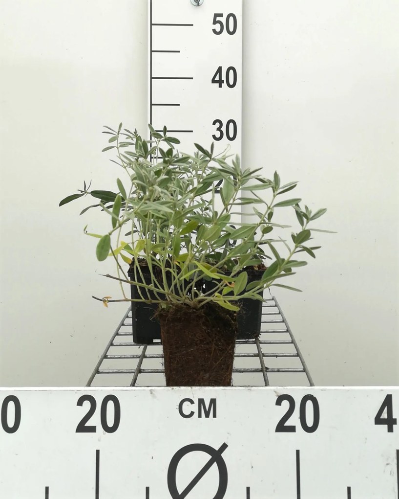 Helianthemum 'The Bride' - pot 9x9 cm -