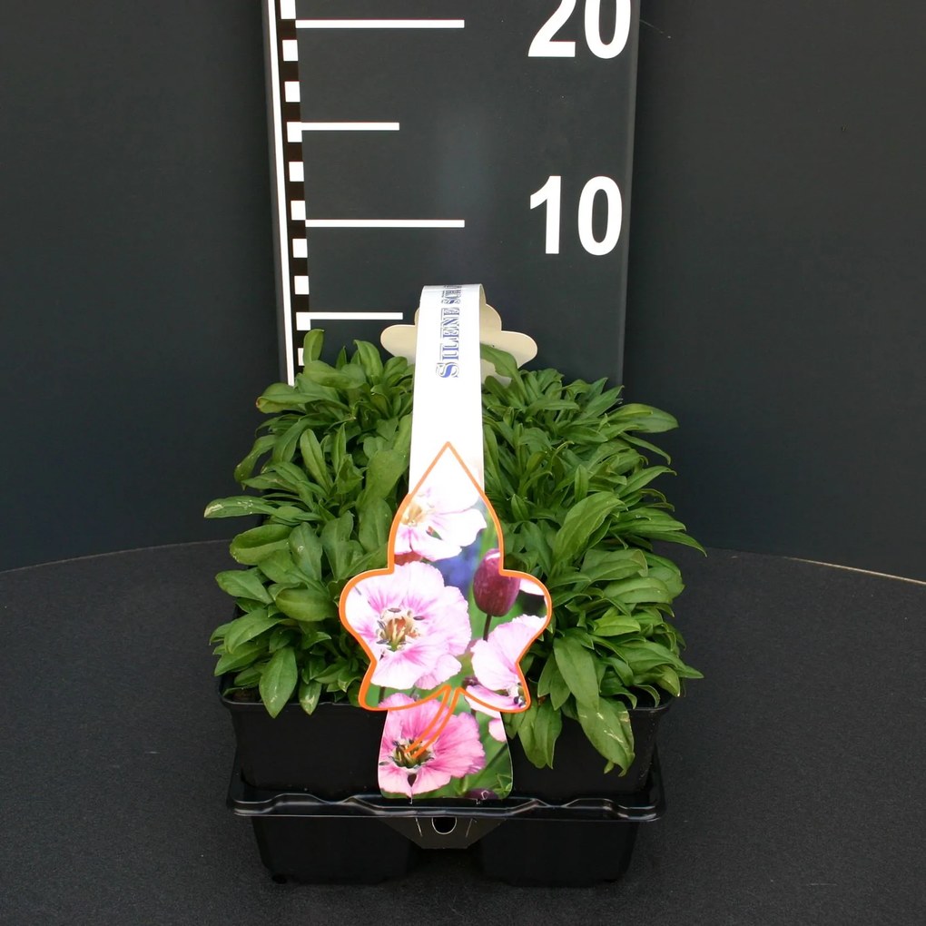 Silene schafta - pot 9x9 cm