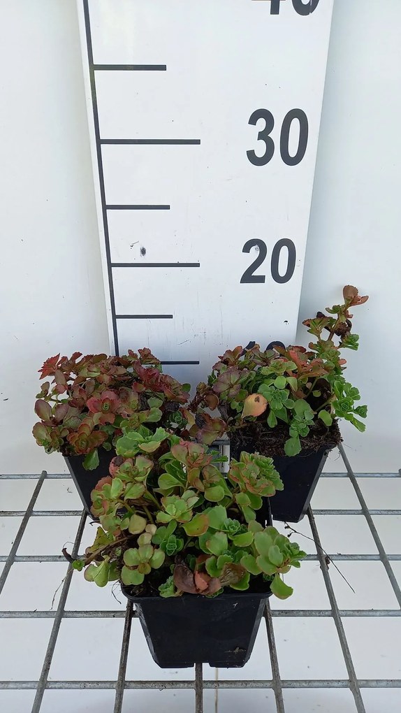 Sedum spurium 'Splendens' - pot 9x9 cm