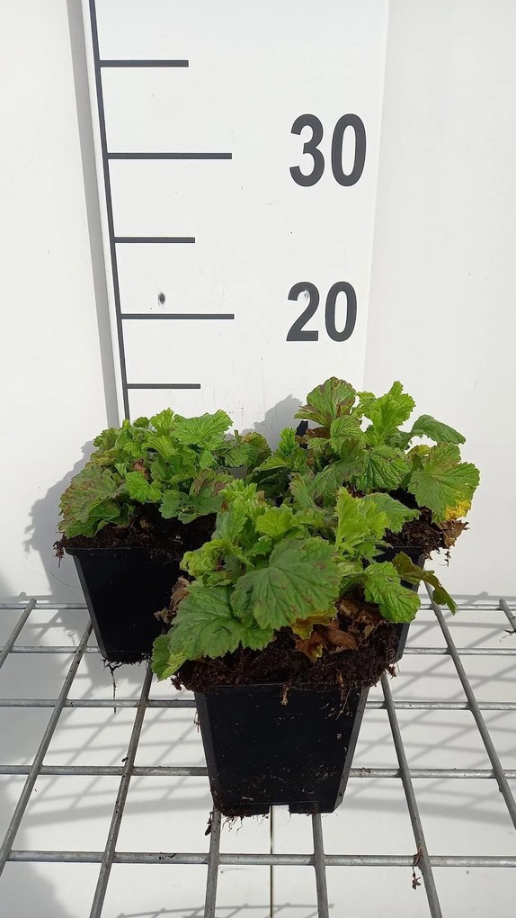 Geum rivale 'Leonard's Variety' - pot 9x9 cm