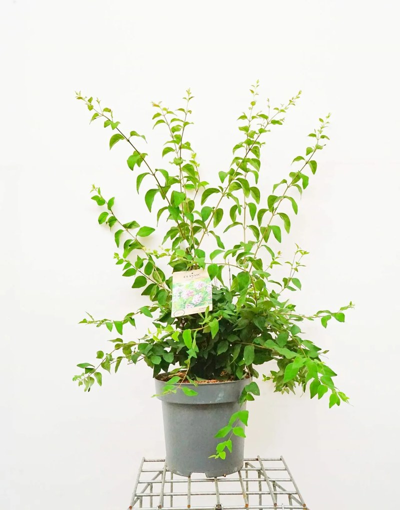 Syringa microphylla 'Superba' - pot 12L - 100-125 cm