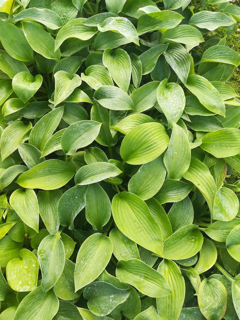 Hosta 'Big Mama' - pot 9x9 cm
