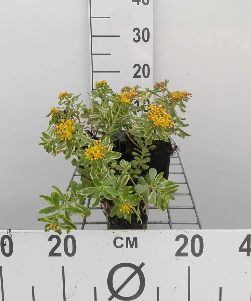 Sedum kamtschaticum 'Variegatum' - pot 9x9 cm -