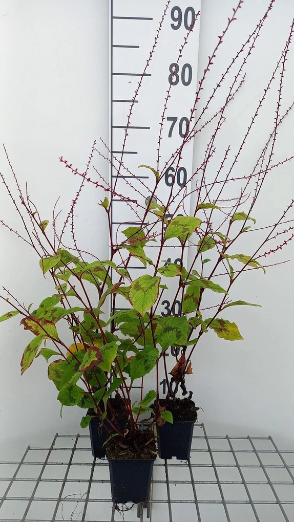 Persicaria filiformis - pot 9x9 cm