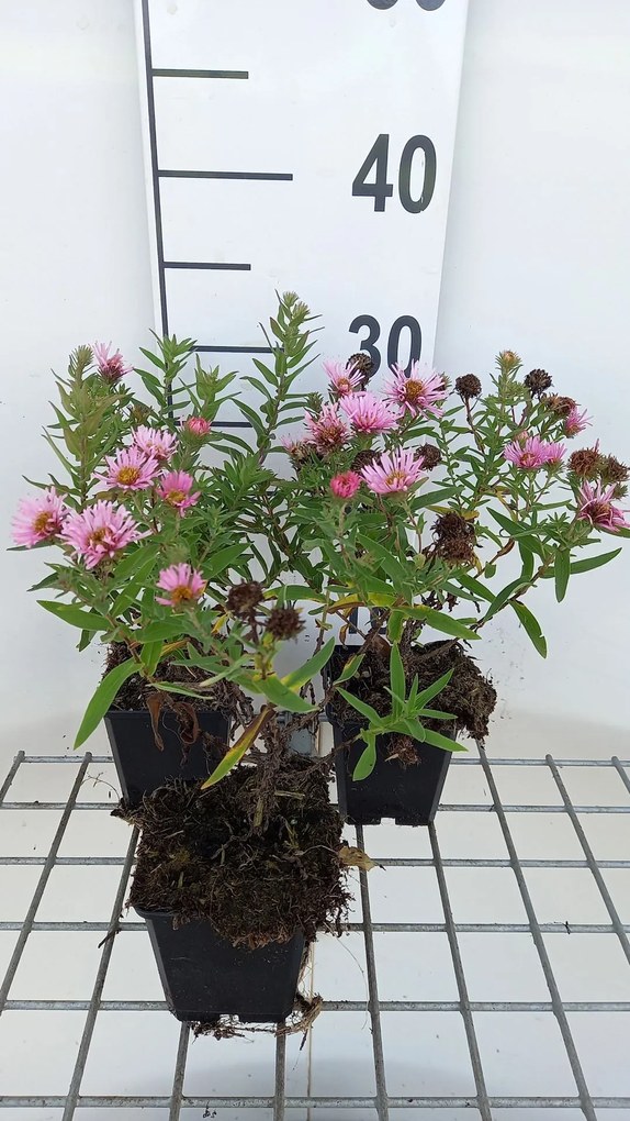Aster novae-angliae 'Harrington's Pink' - pot 9x9 cm -