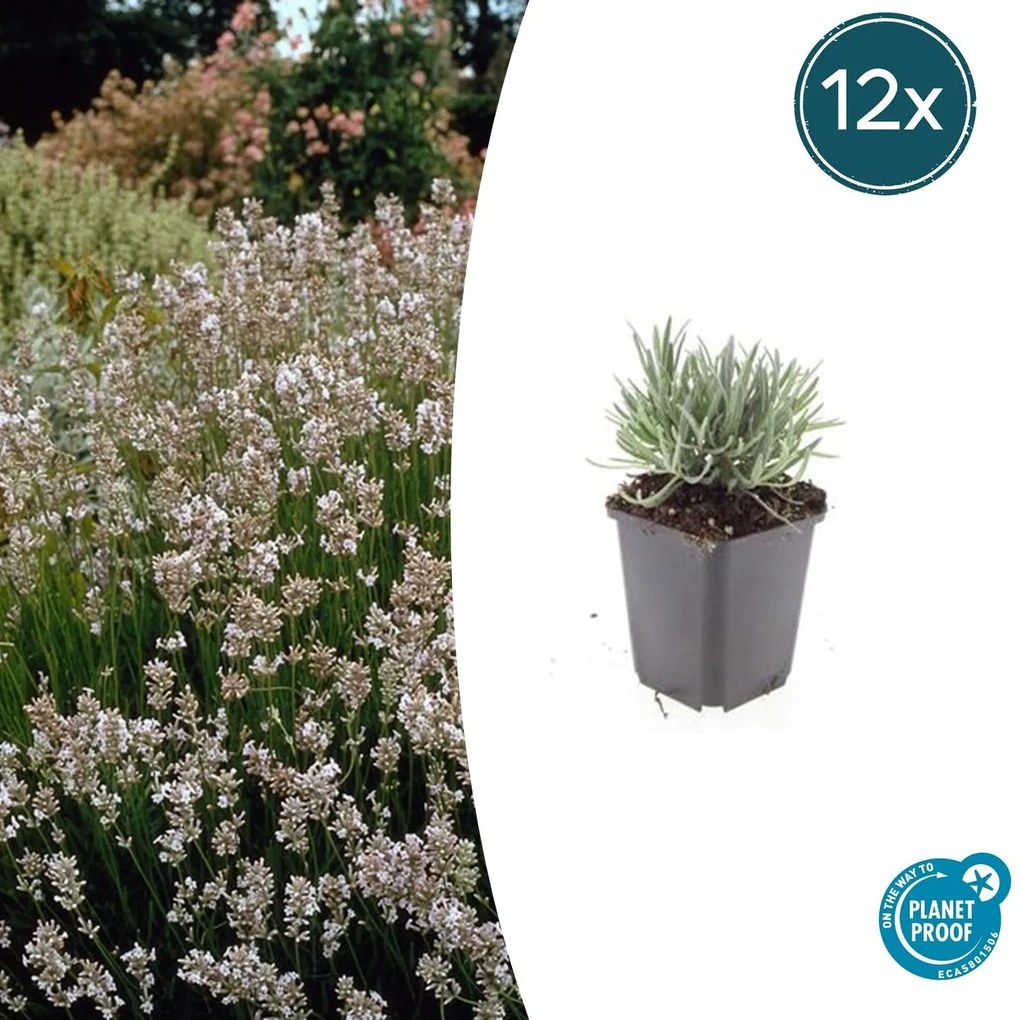 Lavandula Intermedia 'Edelweiss' - 20cm