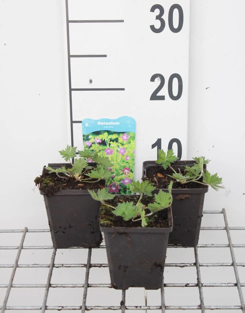 Geranium palustre - pot 9x9 cm