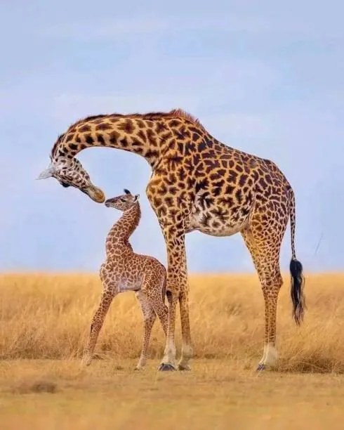 Foto Giraffes, Ayanda Madondo