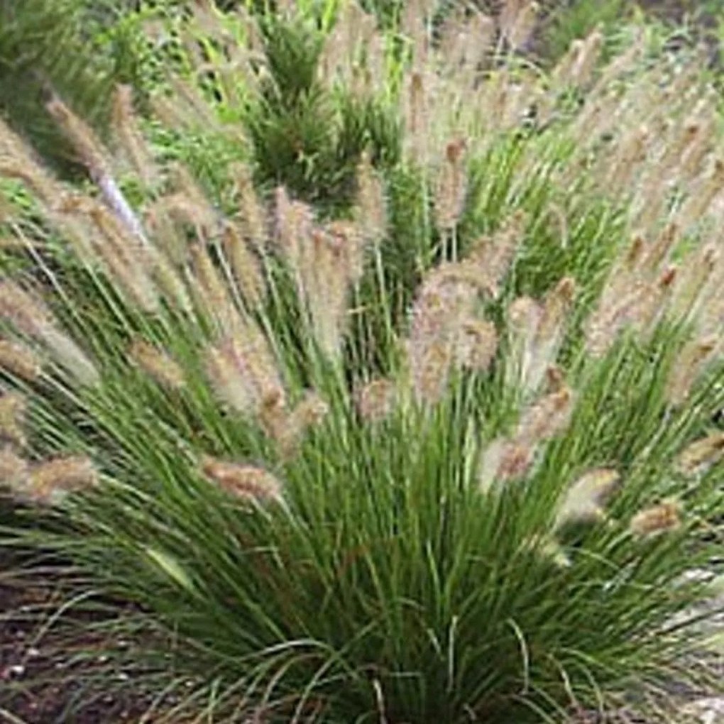 Pennisetum alopecuroides 'Hameln' - pot 9x9 cm -
