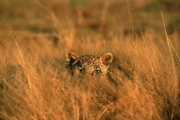 Foto Leopard (Panthera pardus) hiding in grass, Africa, Martin Harvey