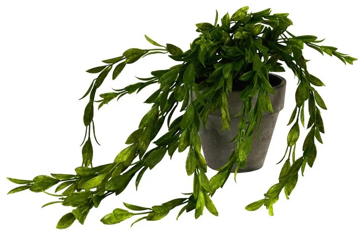 Hangplantje in potje - lang blad