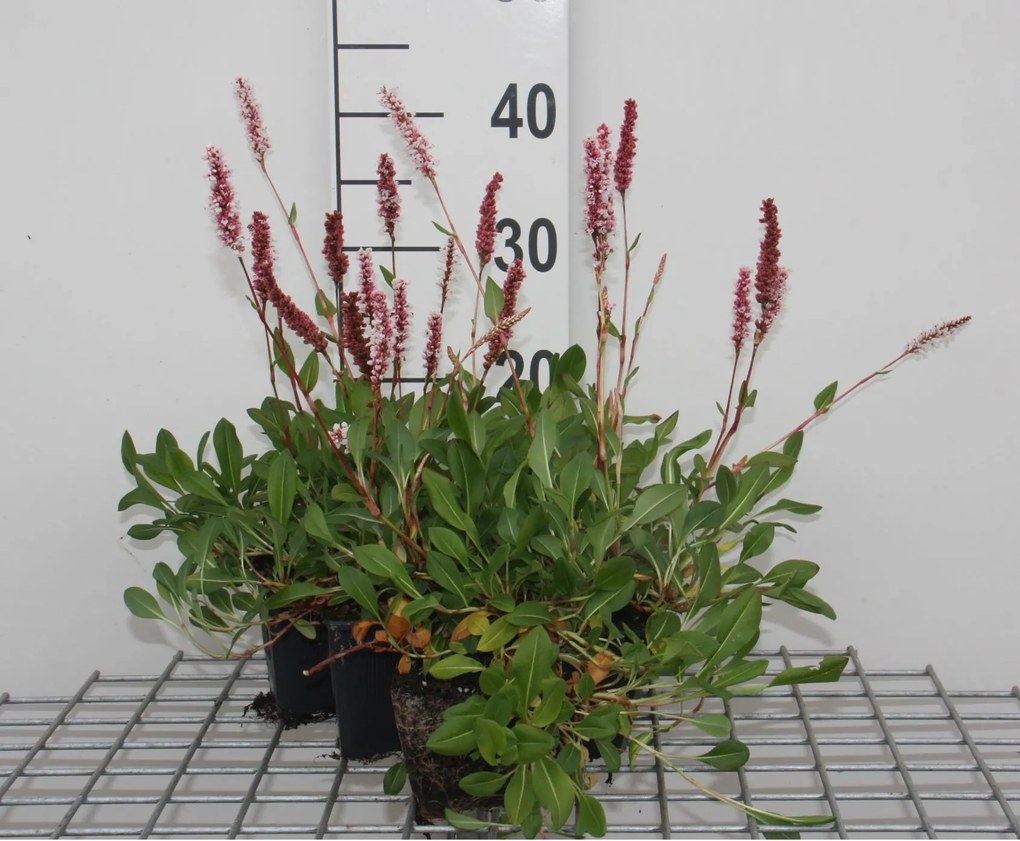 Persicaria affinis 'Darjeeling Red' - pot 9x9 cm