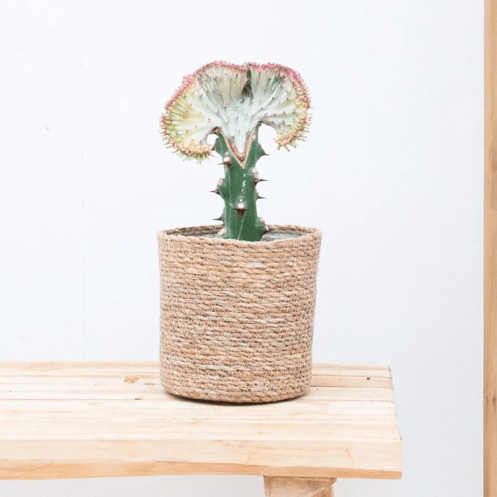 Euphorbia lactea Cristata rood - 30cm