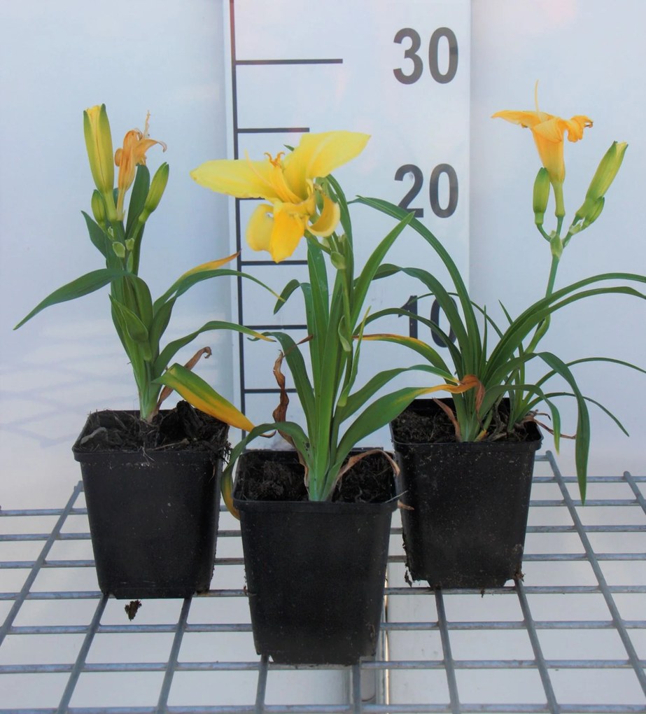 Hemerocallis'Happy Returns'- pot 9x9 cm