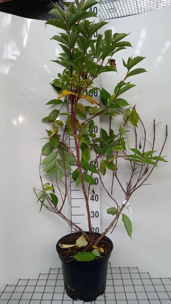 Prunus laurocerasus 'Rotundifolia' - pot 10L - 100-125 cm