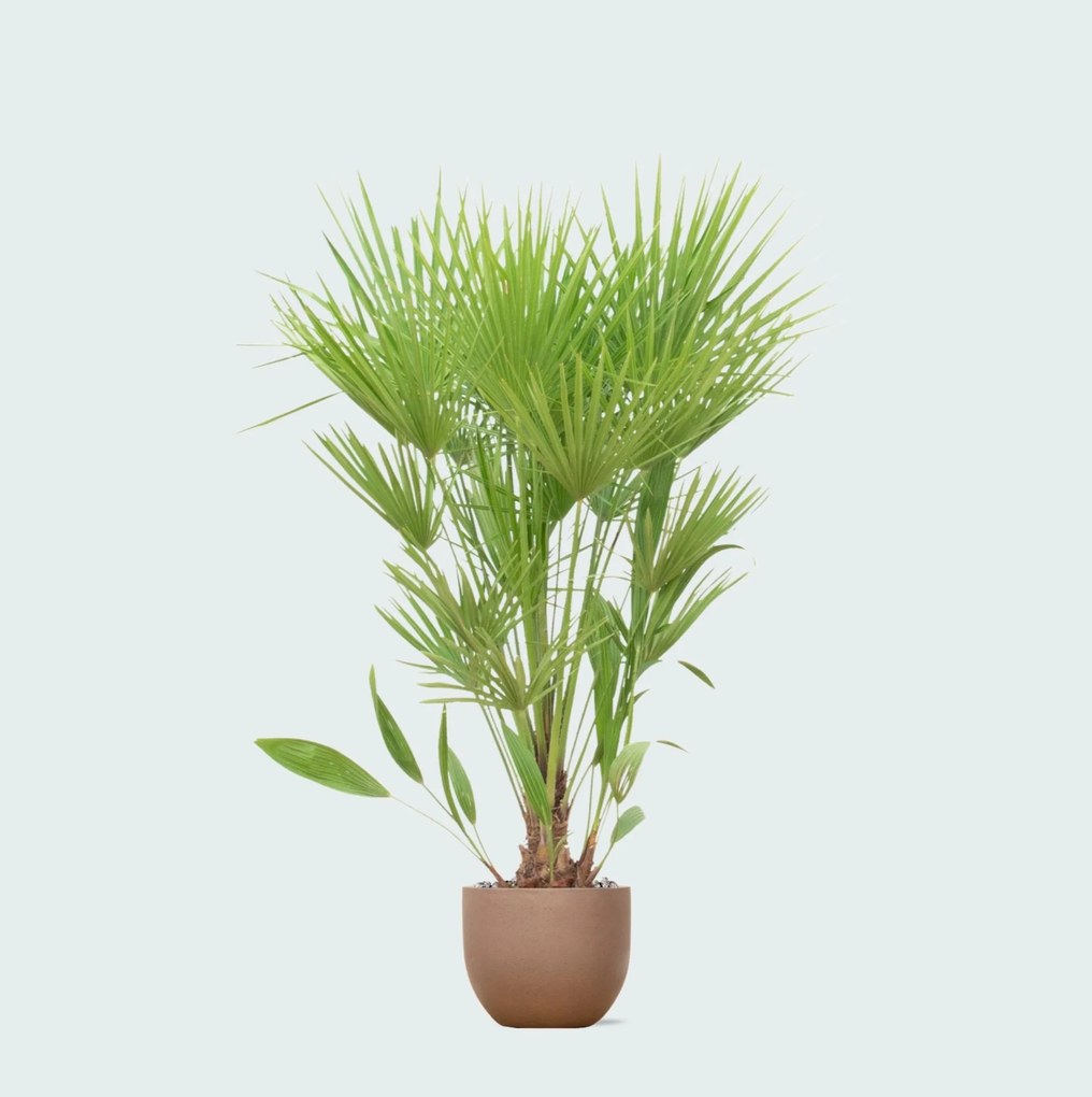 Combi deal - Chamaerops Humilis inclusief pot Grigio new egg - 170cm
