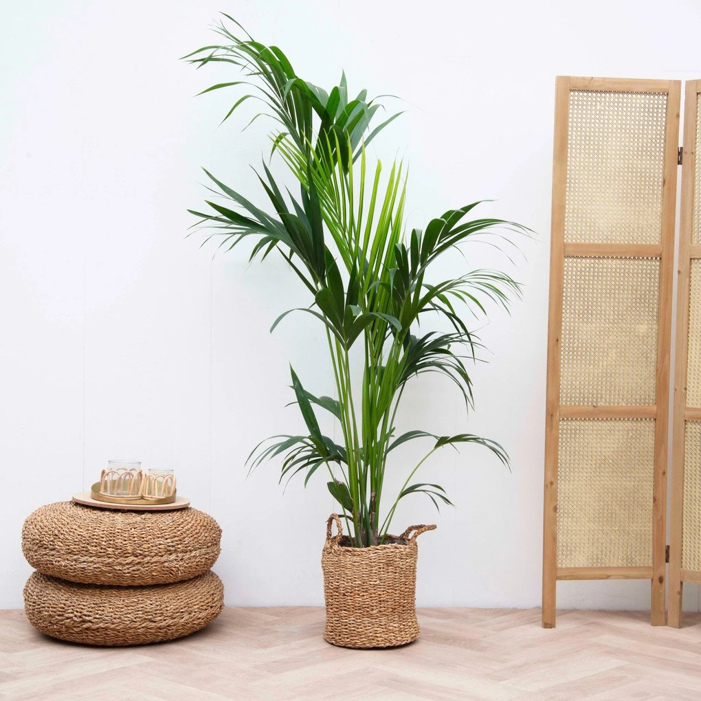 Combi deal - Kentia palm inclusief mand Jack - 160 cm