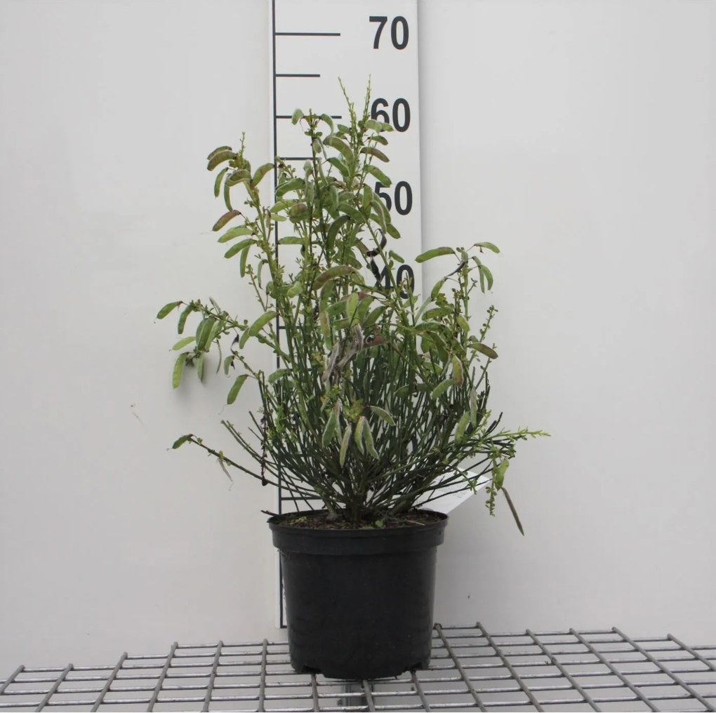 Cytisus 'Golden Sunlight' - pot - 40-60 cm