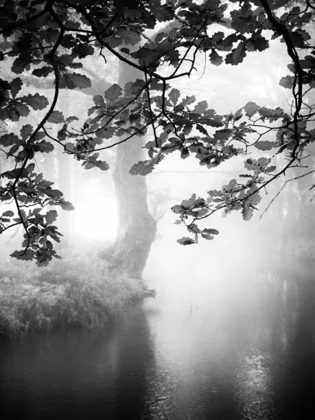Foto Misty river, Rudolf Vlcek