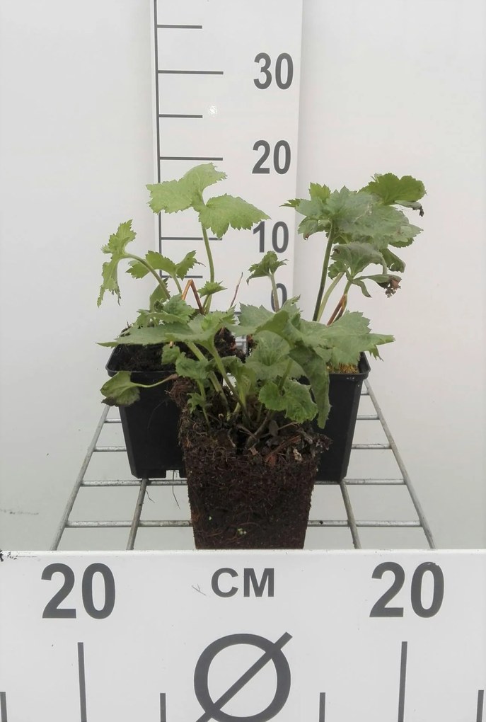 Anemone x hybrida 'Honorine Jobert' - pot 9x9 cm -