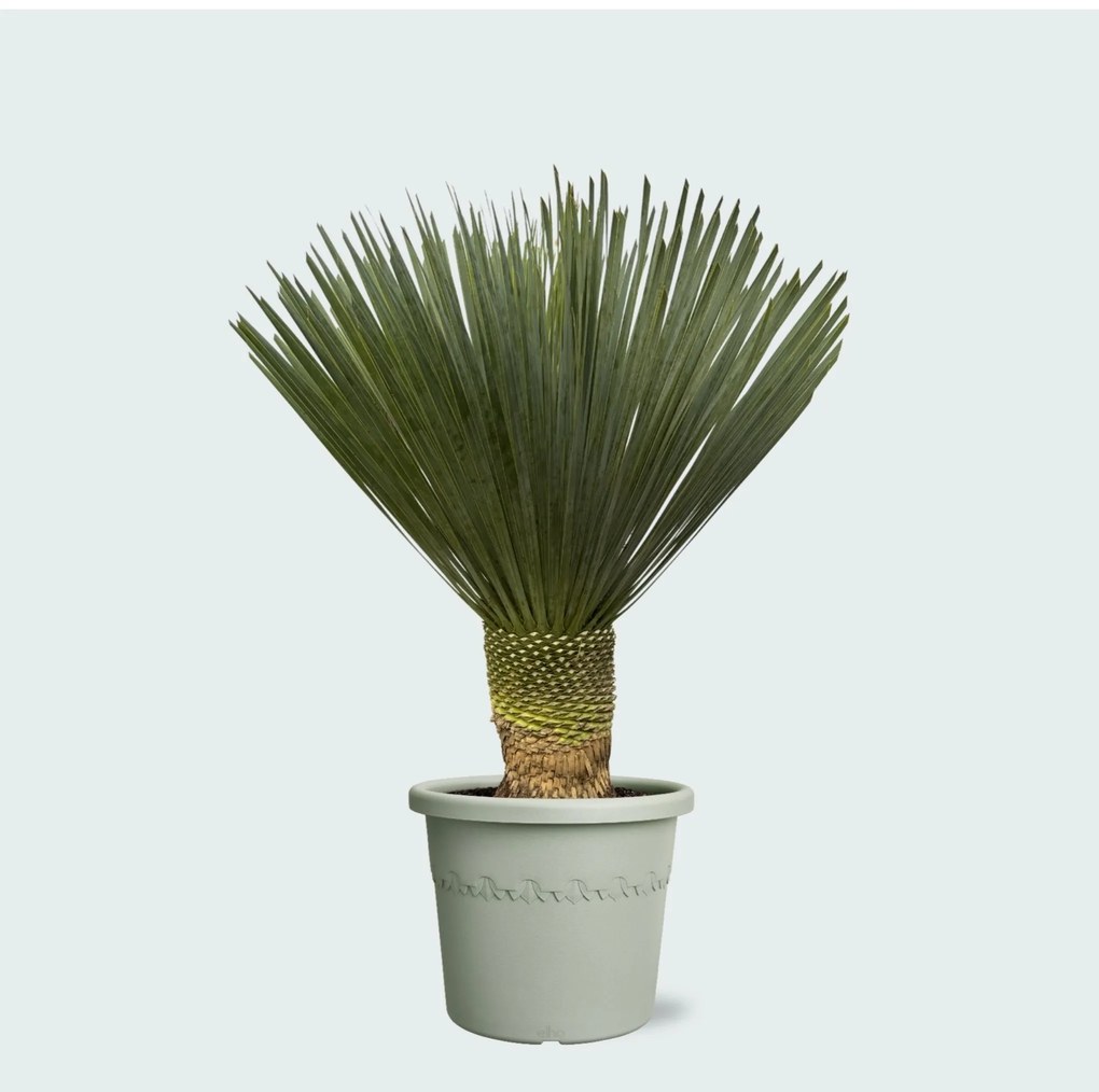 Yucca Rostrata 'Blue Swan' - 100cm