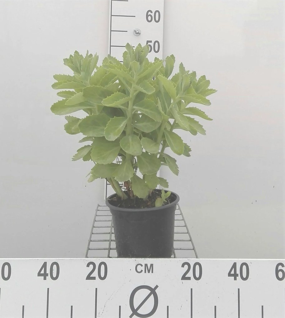 Sedum 'Herbstfreude' - pot 2L -