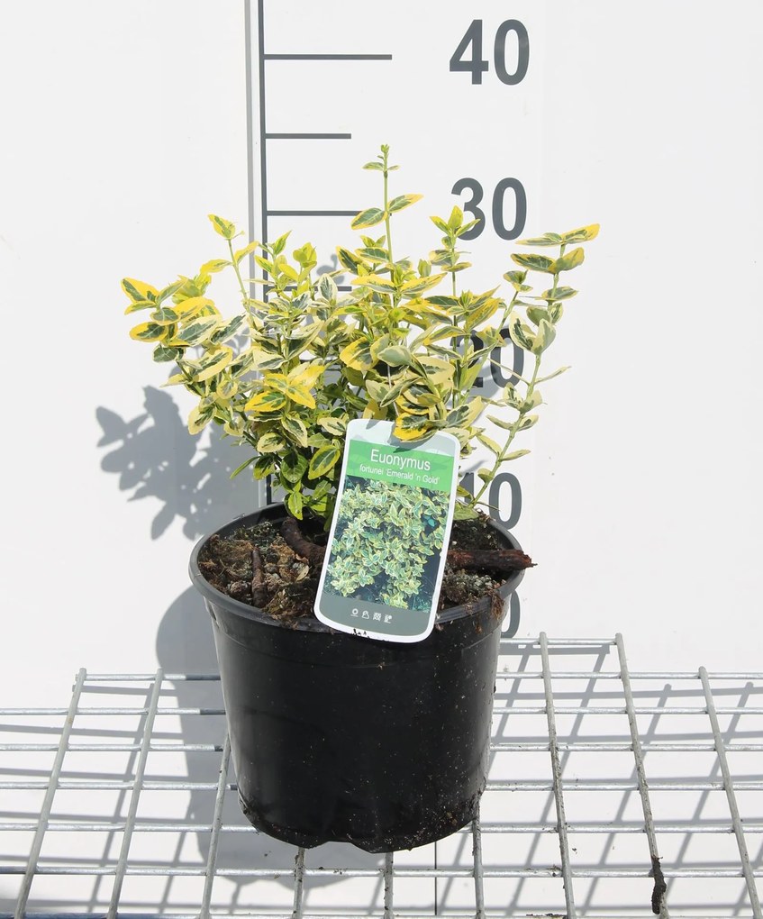 Euonymus fortunei 'Emerald 'n' Gold' - pot - 20-30 cm