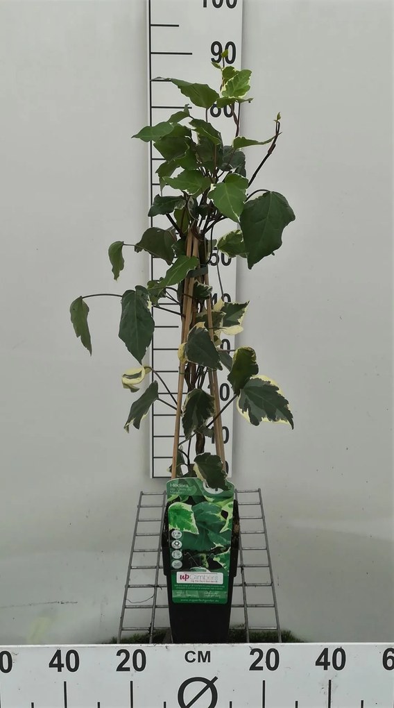 Hedera algeriensis 'Gloire de Marengo' - pot - 50-60 cm