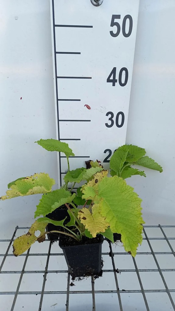 Telekia speciosa - pot 9x9 cm -