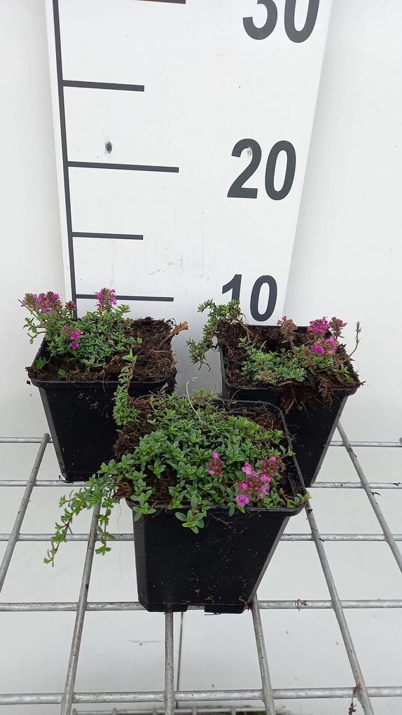 Thymus praecox 'Red Carpet' - pot 9x9 cm -