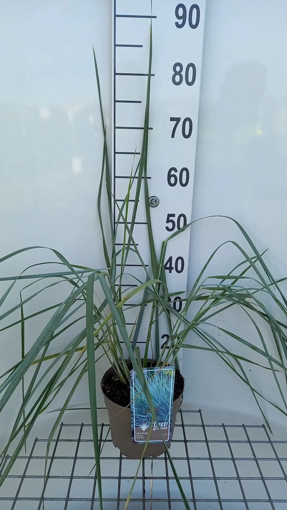 Leymus arenarius 'Blue Dune' - pot 3L