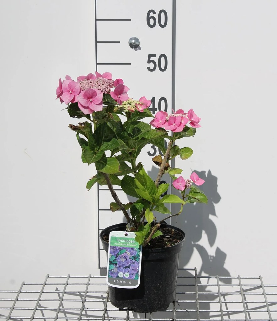 Hydrangea macrophylla 'Blaumeise' - pot - 25-30 cm