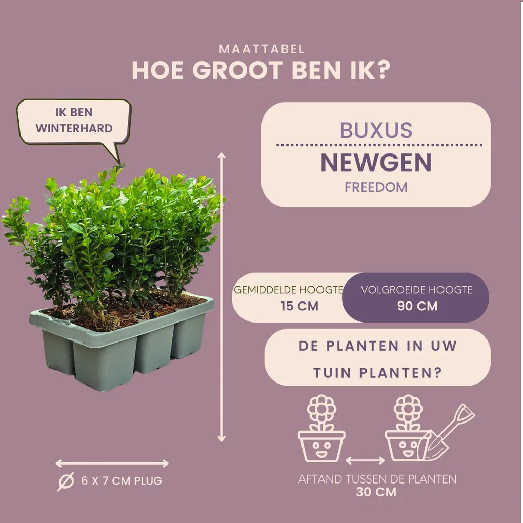 4 x 6-Pack Buxus NewGen Freedom– Winterharde Groenblijvende Struiken 24 x Ø7 cm - ↕15 cm | Compacte Buxus