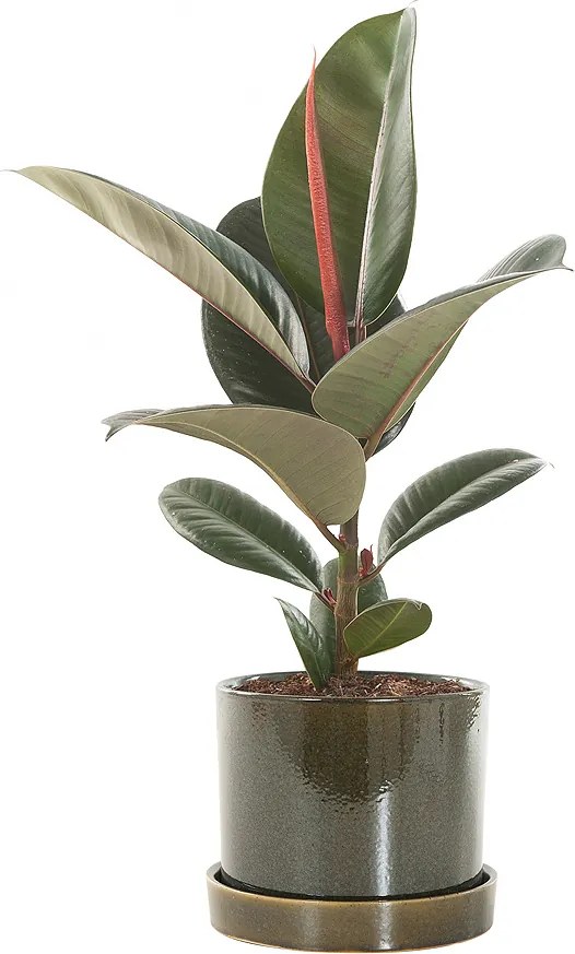 Rubberplant (Ficus Elastica Robusta) incl. 'Deep forest' pot