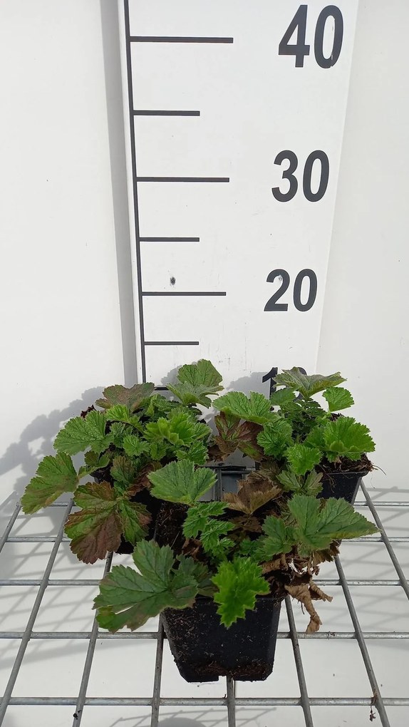 Geum 'Totally Tangerine' - pot 9x9 cm -