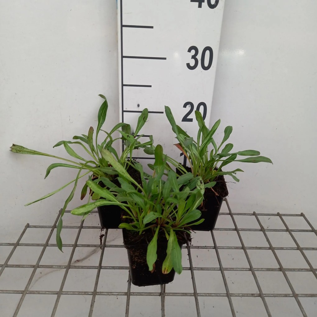 Erigeron 'Sommerneuschnee' - pot 9x9 cm