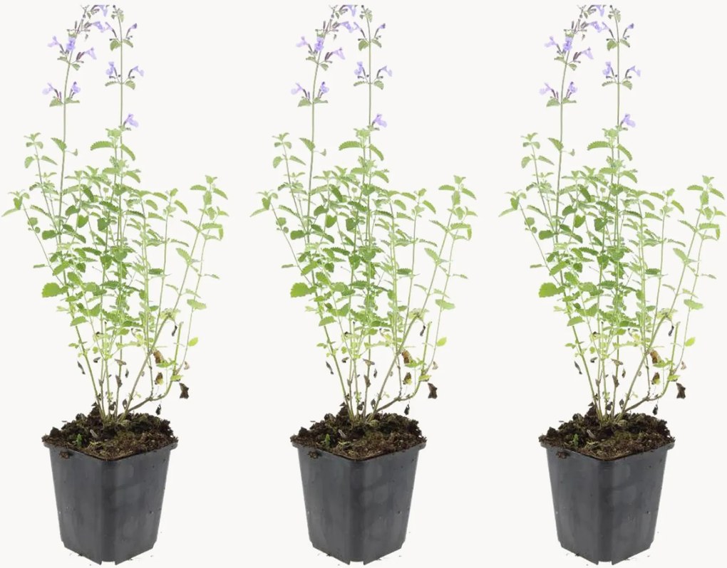Planten Catmint Nepeta faassenii Walkers Low, 3-delig