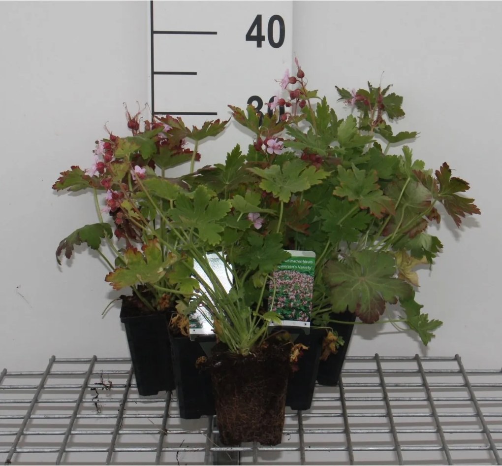 Geranium macrorrhizum 'Ingwersen's Variety' - pot 9x9 cm -