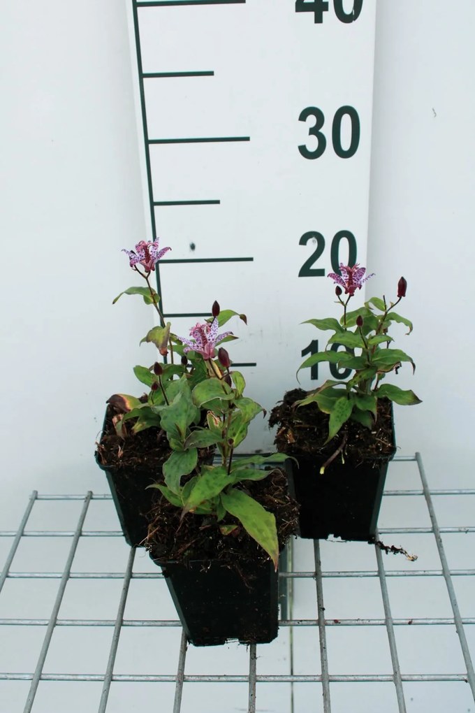 Tricyrtis 'Dark Form' - pot 9x9 cm -