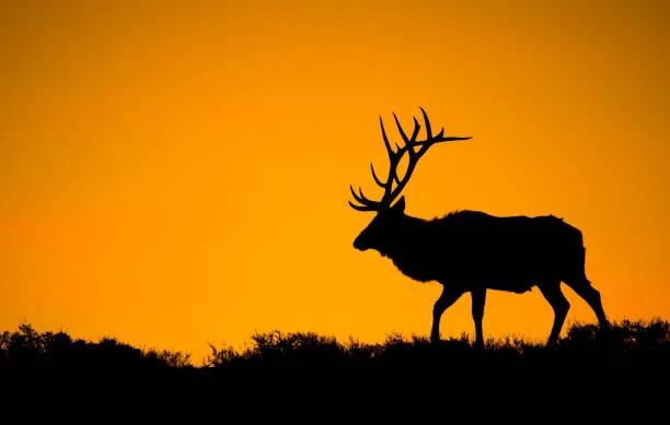 Foto A large bull elk in silhouette, jared lloyd, (40 x 24.6 cm)