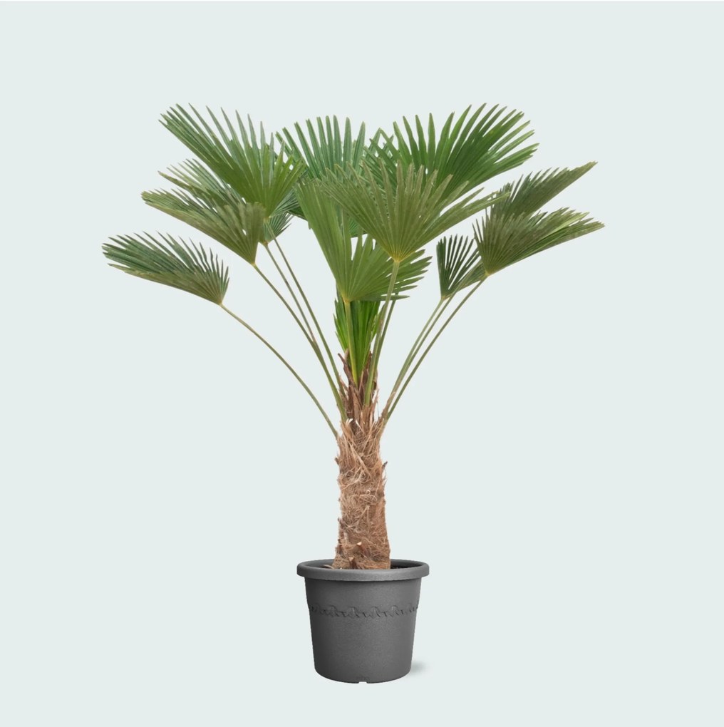 Trachycarpus wagnerianus - 130 cm
